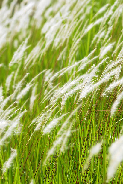 Countryside Grass 02 stock photo