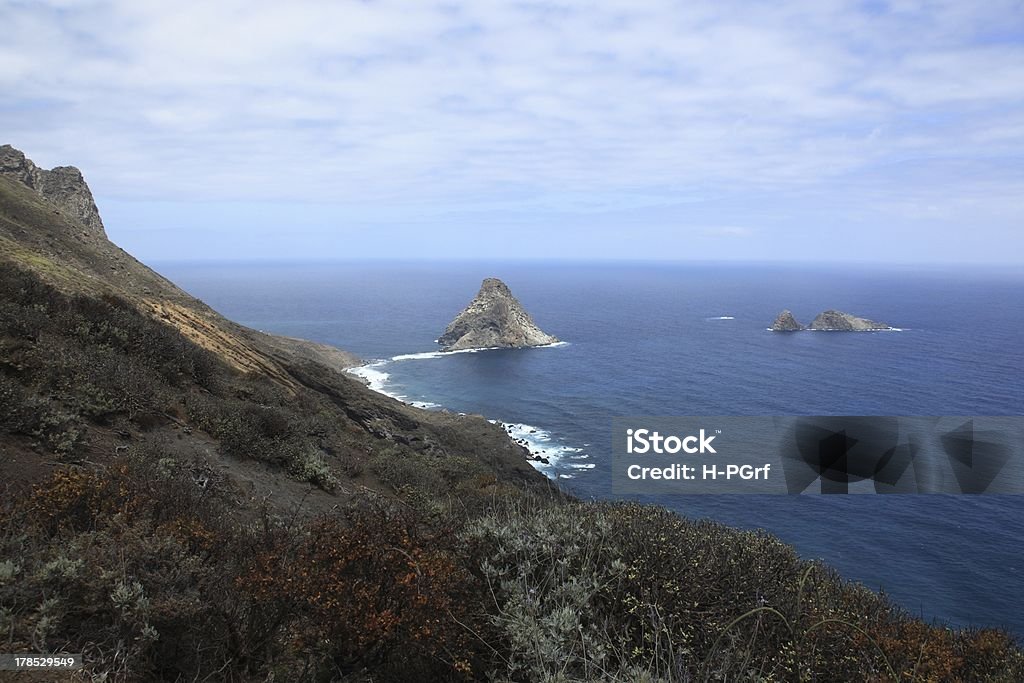 Wild Tenerife - Photo de Arbre libre de droits