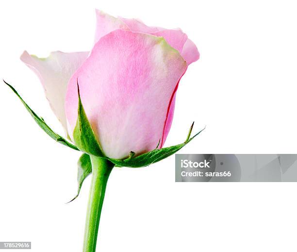 핑크 장미 0명에 대한 스톡 사진 및 기타 이미지 - 0명, 꽃 나무, 꽃-꽃의 구조