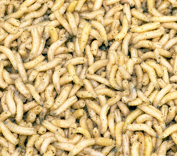 white maggots - man made material fotos stock-fotos und bilder