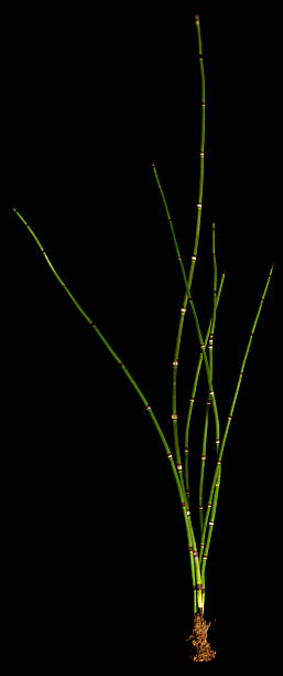 Horsetail Isolated on Black Several stalks of Horsetail (snakegrass) on black background with root ball showing horsetail bamboo stock pictures, royalty-free photos & images