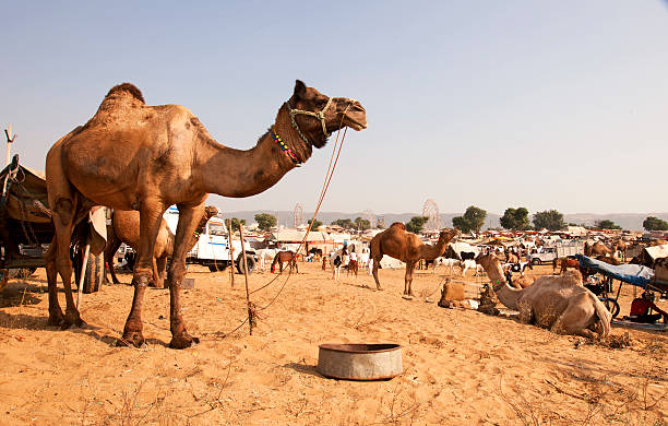 istock Scene of Pushkar Fair 178530155
