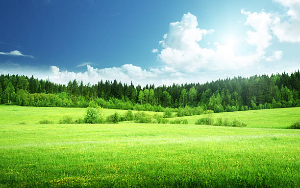 field of grass and perfect sky