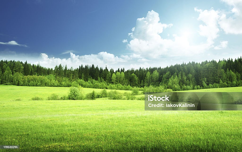 field of grass and perfect sky field and forest in spring time Forest Stock Photo