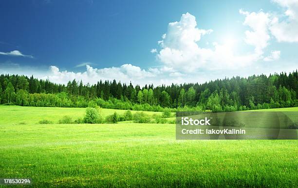 Field Of Grass And Perfect Sky Stock Photo - Download Image Now - Forest, Sky, Nature