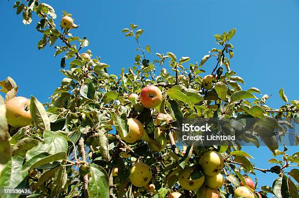 Apple Tree Branch Con El Cielo Azul De Fondo Foto de stock y más banco de imágenes de Alimento - Alimento, Asistencia sanitaria y medicina, Azul