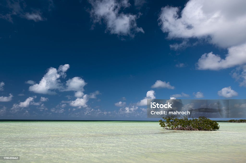 Mangrove campos cerca de Cayo Blanco, Cuba - Foto de stock de Agua libre de derechos