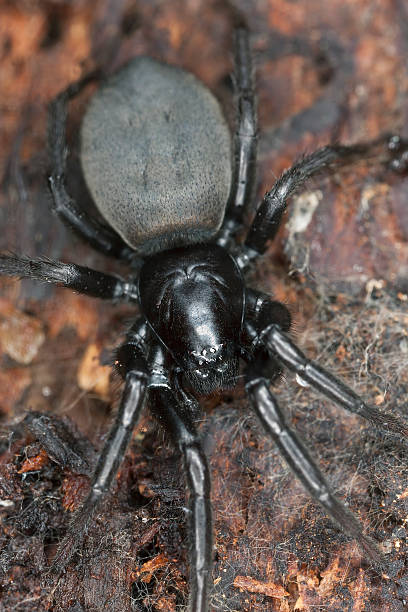 istock Flat-bellied ground spider (Gnaphosidae) on wood, macro photo 178530700