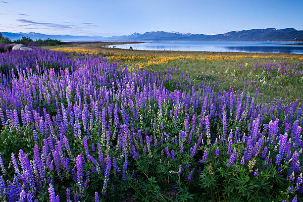 lupine meadow-lake tahoe, california - altramuz fotografías e imágenes de stock