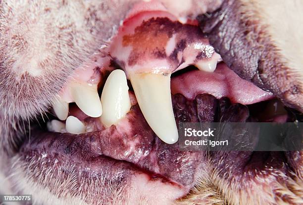 Putzen Eines Hund Stockfoto und mehr Bilder von Extreme Nahaufnahme - Extreme Nahaufnahme, Fotografie, Groß
