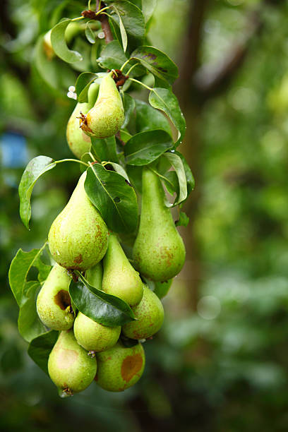 istock mature fruit in the branch of a tree 178530903