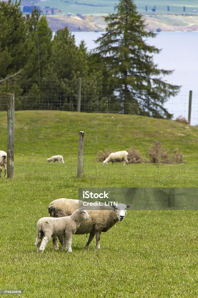 Mutter Schaf und Lamm - Lizenzfrei Ländliches Motiv Stock-Foto