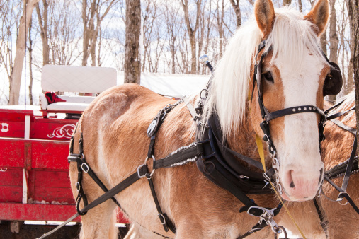 Horses ready for a sleigh ride in winter