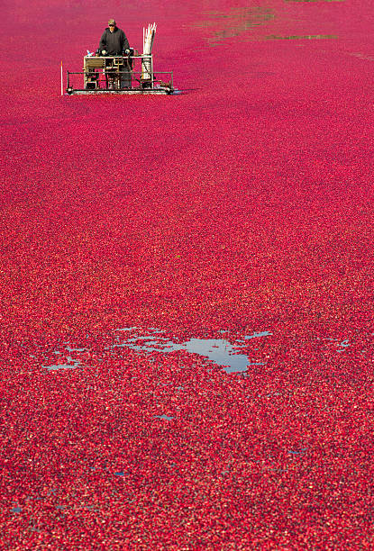 istock Cranberry Bog In Full Bloom as Farmer Prepares for Harvest 178532210