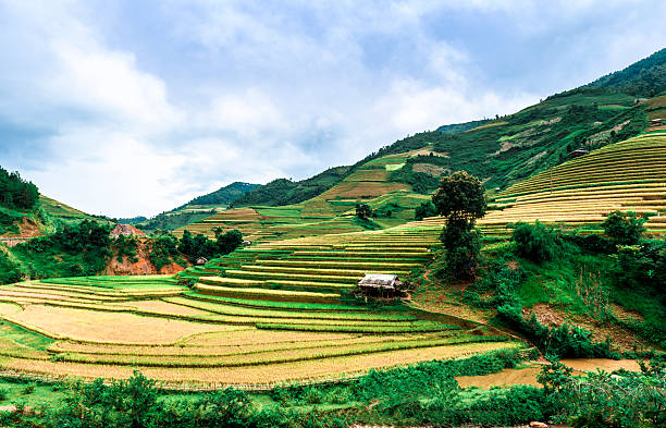 istock Stilt house on the rice terraced field 178532620