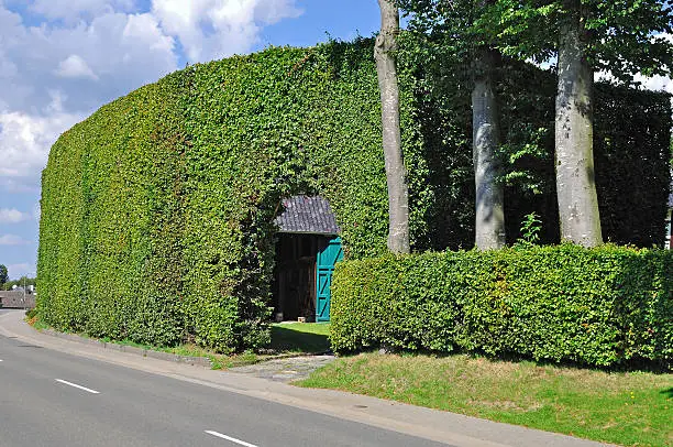 "typical House Protection Hedge in Eifel Hedge Region near Monschau,Eifel"