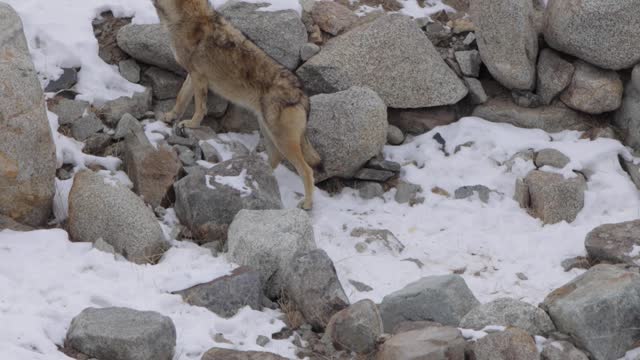 Himalayan Grey wolf sniffing and searching for food in snow covered mountain
