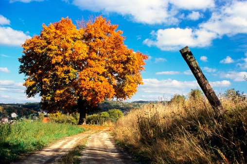 autumnal view of colored tree and rural road