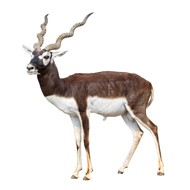 Black buck antelope isolated stock photo
