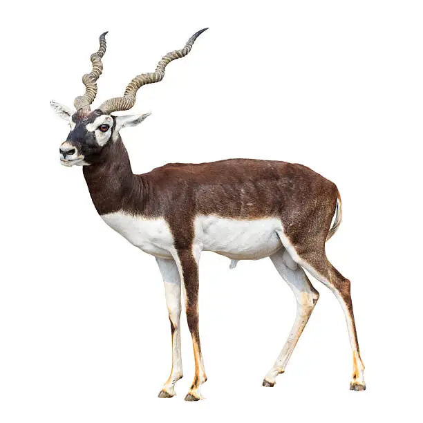 Photo of Black buck antelope isolated