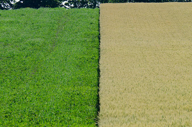 istock Green and yellow plants 178532859