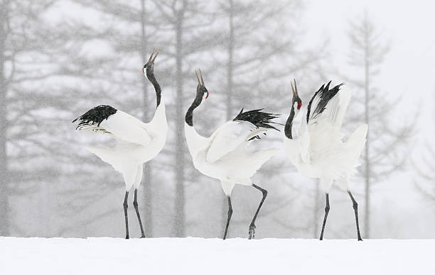 Sound Battle "Two against one, not really fair, but great to look at and although already 3 1/2 years ago, I still do hear them :-)Snow flurries were falling down all day but these beautiful Red Crowned Cranes didn't mind at all and therefore did show us there wonderful dance time after time making lovely sounds while doing so.It's very special to witness and hear such a thing on a very quiet place like the snowy fields of Akan, Hokkaido in Japan with no other sound around." japanese crane stock pictures, royalty-free photos & images