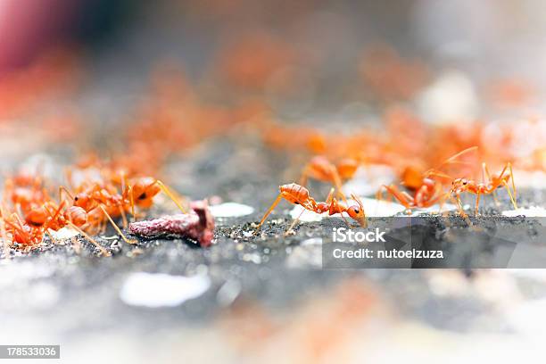 Red Ant Stockfoto und mehr Bilder von Ameise - Ameise, Fotografie, Horizontal