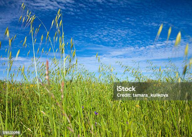 Avena Canariensis - Fotografie stock e altre immagini di Altocumulo - Altocumulo, Avena - Graminacee, Bellezza