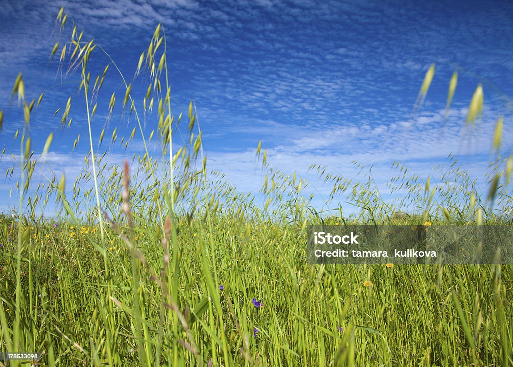 Avena canariensis - Royalty-free Altocumulus Foto de stock