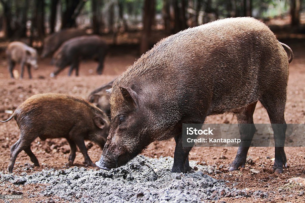 Wild boars - Lizenzfrei Australisches Buschland Stock-Foto