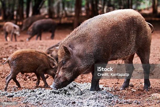 Foto de Wild Boars e mais fotos de stock de Andar - Andar, Animais Machos, Animais caçando