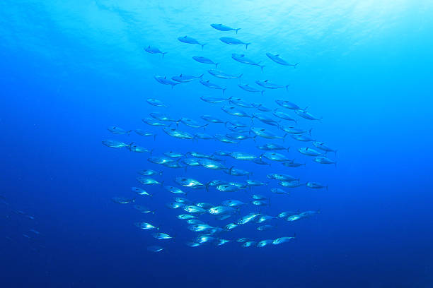 참치 학교 - tuna sea underwater fish 뉴스 사진 이미지
