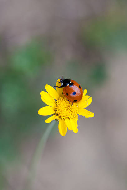Ladybird on flower stock photo