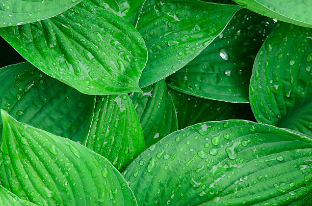 Green wet leaves background stock photo