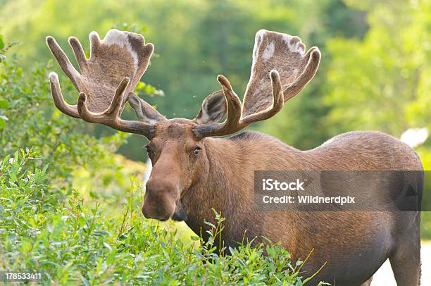 Männliche Elch In Samt Labt Sich Stockfoto und mehr Bilder von Elch - Elch, Elchbulle, Isoliert