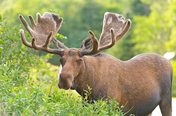 istock Male Moose in Velvet feeding 178533411