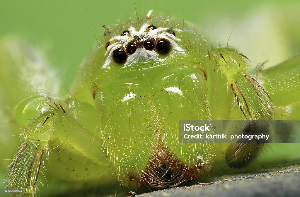 Vert Araignée Huntsman - Photo de Animal invertébré libre de droits