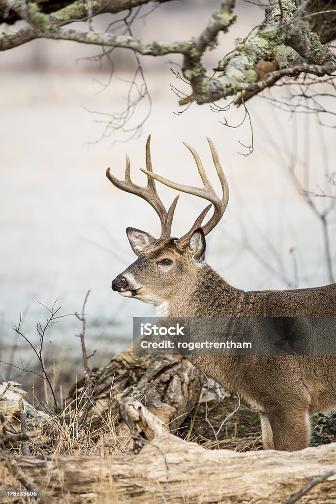 Buck Whitetail sob ramos da árvore - Royalty-free Inverno Foto de stock