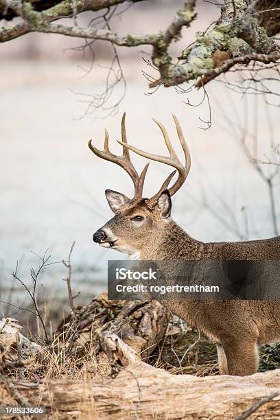 Buck Whitetail Sob Ramos Da Árvore - Fotografias de stock e mais imagens de Inverno - Inverno, Veado, América do Norte