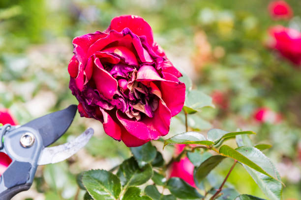 istock Mature woman hand using shears to cut wilted red rose flower 1785336540