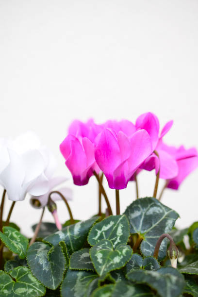 istock potted cyclamen flowers. 1785337676