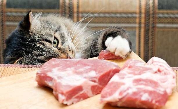 Cat steals piece of meat stock photo