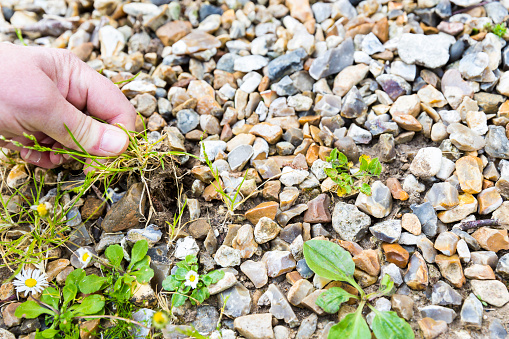 Mature woman hand taking out weeds plants from stones on floor. Authentic gardening scene in spring time. Selective focus