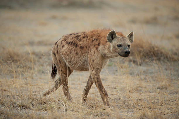 istock Hyena walking in the Savannah 178533994