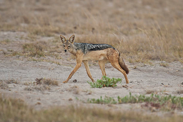 Golden jackal in the savannah in Amboseli National Park of Kenya