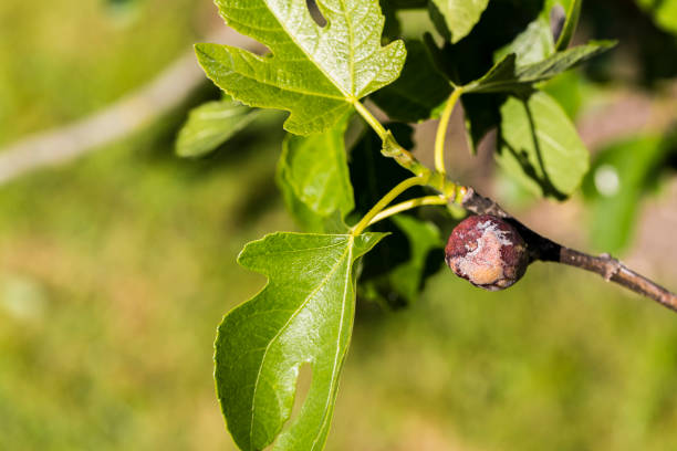 istock Fig flower tree disease. Dried small brown fig 1785341405