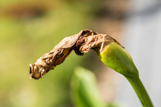 Wilted arum in garden need to be cut. Garden hobby. Close up, selective focus.
