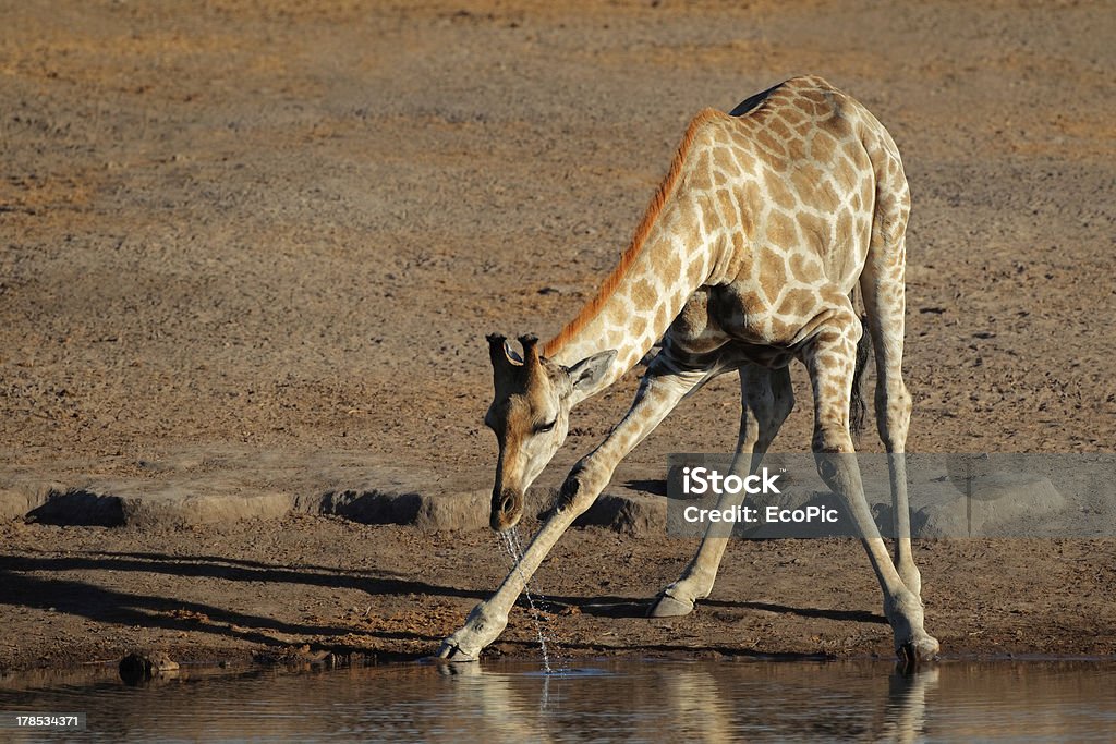Giraffa acqua potabile - Foto stock royalty-free di Acqua
