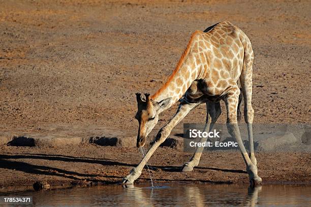 Girafa Água Potável - Fotografias de stock e mais imagens de Alto - Descrição Física - Alto - Descrição Física, Animal, Animal de Safari