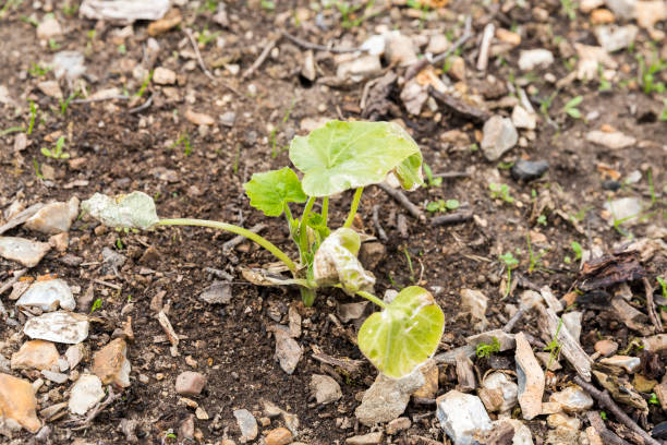 istock Close-up small young courgette plant in garden 1785344379